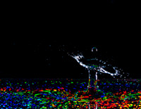 Water Drops