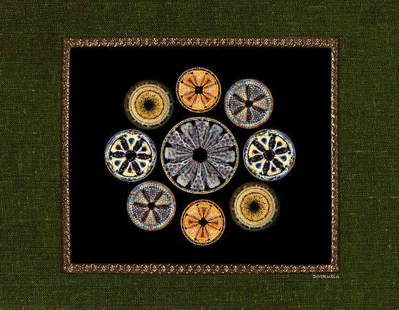Diatom Designs