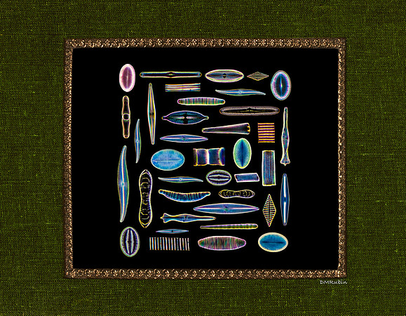 Diatom Designs