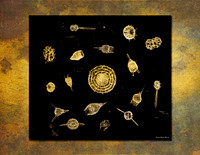 Radiolarians