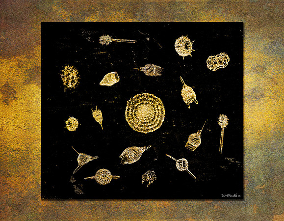 Radiolarians