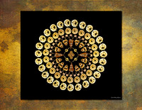 Radiolarians