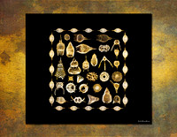Radiolarians