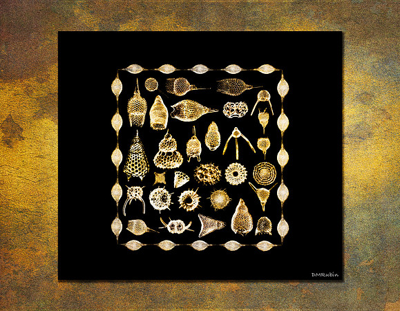 Radiolarians