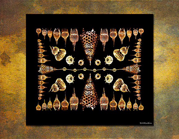 Radiolarians