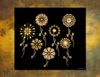 Radiolarians